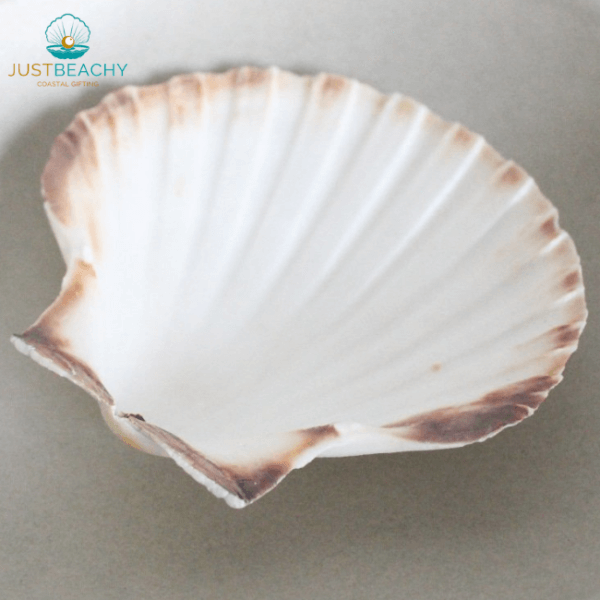 Deep Scallop seashell from Just Beachy Gifting