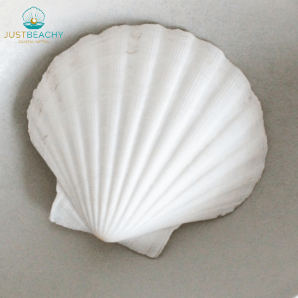 Deep Scallop seashell outside from Just Beachy Gifting