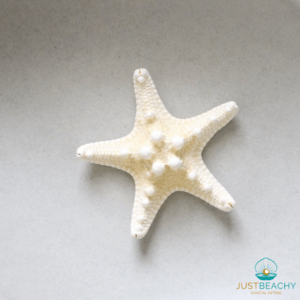 Horned Starfish from Just Beachy Gifting