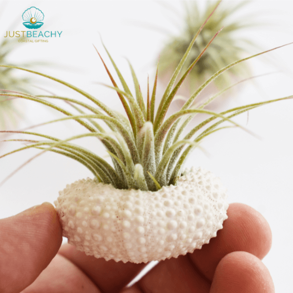 Just Beachy Gifting Pink Urchin Airplant holder