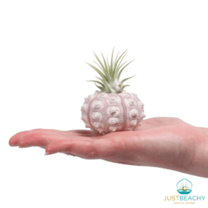 Just Beachy Gifting Urchin Sputnik Airplant holder