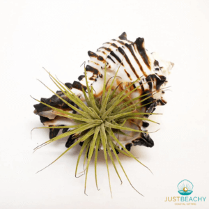 Murex Indiva Airplant Holder Just beachy Gifting