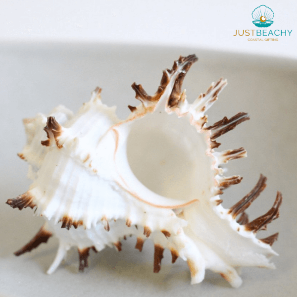 Murex Indiva seashell from Just beachy Gifting