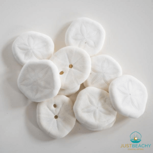 Sand Dollars from Just Beachy Gifting