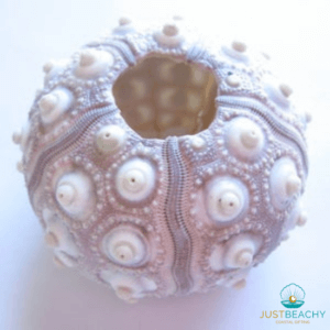 Sputnik Urchin from Just Beachy Gifting