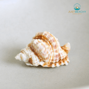 Common Distorsio seashell from just beachy gifting