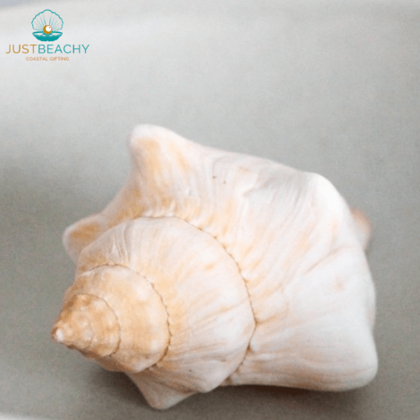 Fox Conch Fasciolaria Trapezium from just beachy gifting