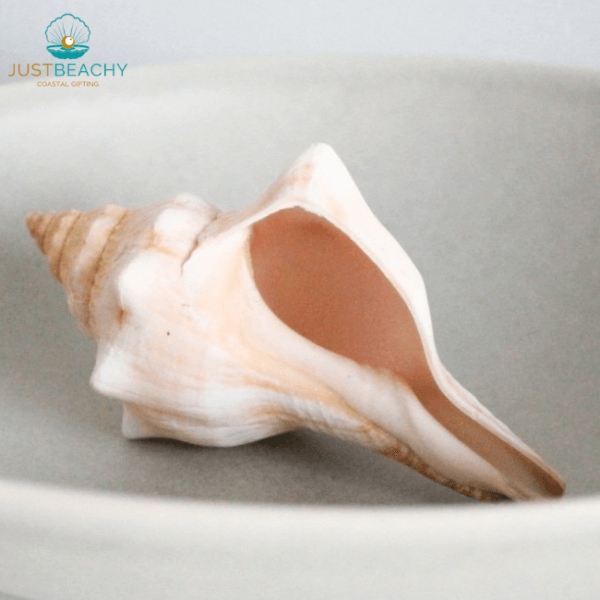 Fox Conch Fasciolaria Trapezium from just beachy gifting side view