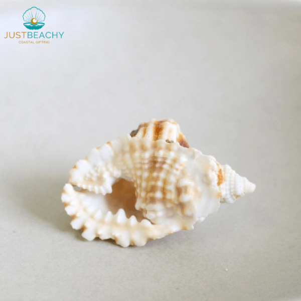 Common Distorsio seashell from just beachy gifting