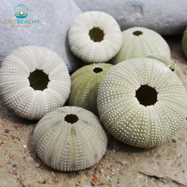 Green Urchin Set from Just Beachy Gifting