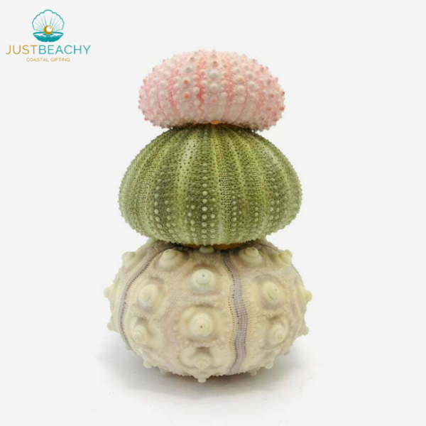 Urchin Stack Inspiration Green Urchin Set from Just Beachy Gifting