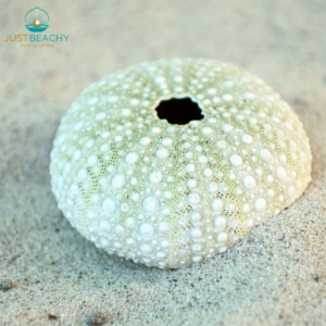 Green Urchin from Just Beachy Gifting