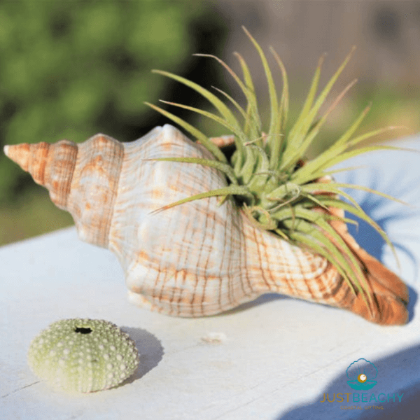 Fox Conch Airplant Holder from Just Beachy Gifting