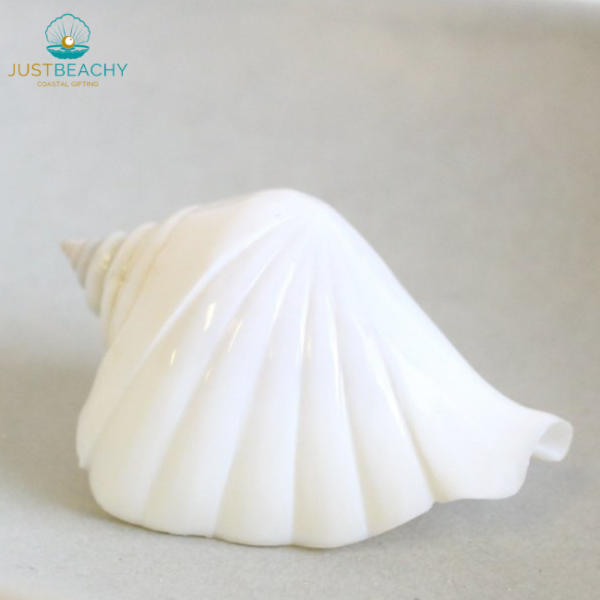 White polished dog conch strombus turturella from just beachy gifting