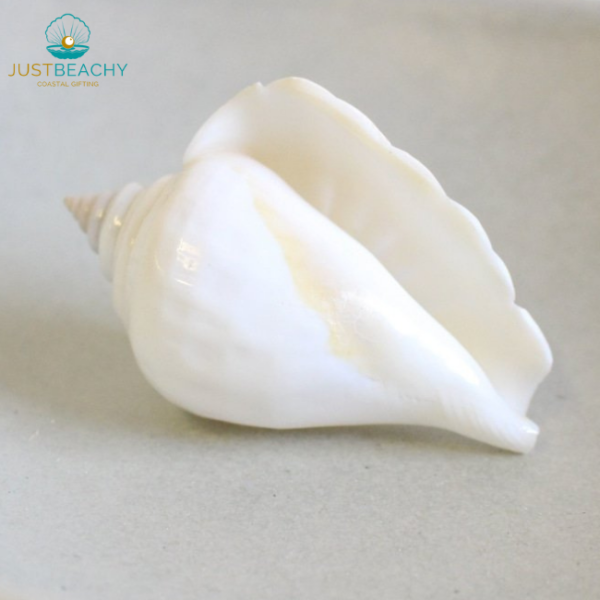 White polished dog conch strombus turturella side from just beachy gifting